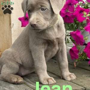 Jean, Silver Labrador Retriever Puppy